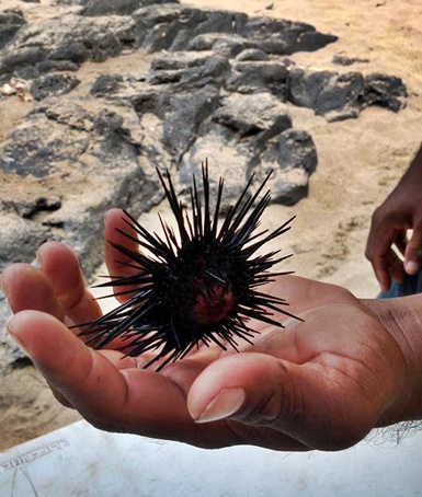 13174111_1010865685656050_9210382797347596960_n